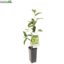 Actinidia Arguta 'Issai' -Goedkope Tuin Prachtig Winkel actinidia arguta issai 1500x1500 62094c4219884 l