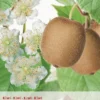 Actinidia Ch. Huwelijk -Goedkope Tuin Prachtig Winkel actinidia ch huwelijk 395x570 620770eb30890 l