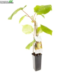 Actinidia Deliciosa 'Jenny' -Goedkope Tuin Prachtig Winkel actinidia deliciosa jenny 1500x1500 6209371519f2d l