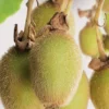 Actinidia Deliciosa 'Jenny' 1 Actinidia Deliciosa 'Jenny' -Goedkope Tuin Prachtig Winkel actinidia deliciosa jenny 283x568 6206d9b13510d l