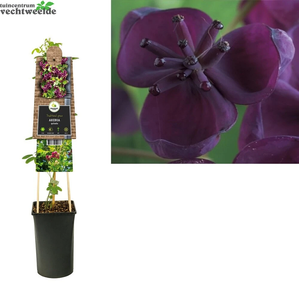 Akebia Quinata 3 Akebia Quinata