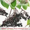 Aronia Melanocarpa Appelbes Op Stam -Goedkope Tuin Prachtig Winkel aronia melanocarpa appelbes op stam 402x564 6206ffc77679a l