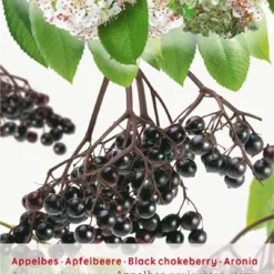 Aronia Melanocarpa Appelbes Op Stam