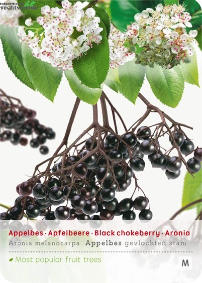 Aronia Melanocarpa Appelbes Op Stam 3 Aronia Melanocarpa Appelbes Op Stam