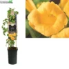 Campsis Rad. 'Flava' -Goedkope Tuin Prachtig Winkel campsis rad flava 1000x1000 62072e0b52979 l