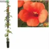 Campsis T. Madame Galen -Goedkope Tuin Prachtig Winkel campsis t madame galen 598x600 62a4af8ead708 l