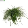 Carex Oshimensis 'Evercream' 5 Liter Pot -Goedkope Tuin Prachtig Winkel carex oshimensis evercream 5 liter pot 600x600 6206f734c0397 l