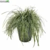 Carex Oshimensis 'Everest' 5 Liter Pot -Goedkope Tuin Prachtig Winkel carex oshimensis everest 5 liter pot 600x600 644c355e1844a l