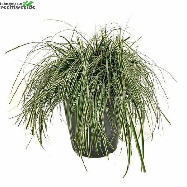 Carex Oshimensis 'Everest' 5 Liter Pot 3 Carex Oshimensis 'Everest' 5 Liter Pot