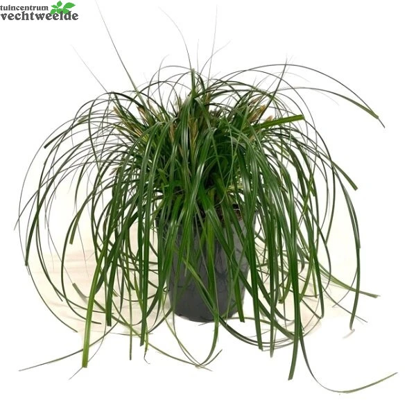 Carex 'Ribbon Falls'® 5 Liter Pot 3 Carex 'Ribbon Falls'® 5 Liter Pot