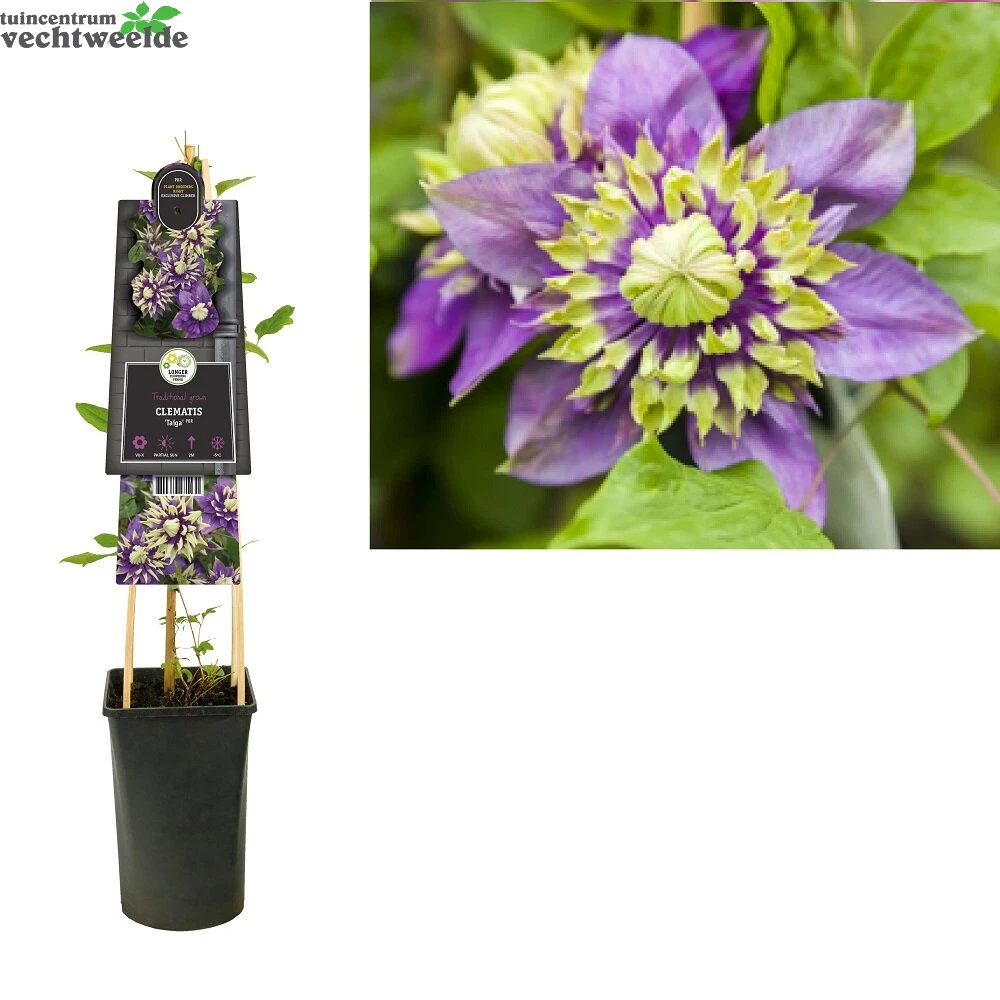 Clematis Flor. Taiga PBR 3.0 P16 3 Clematis Flor. Taiga PBR 3.0 P16