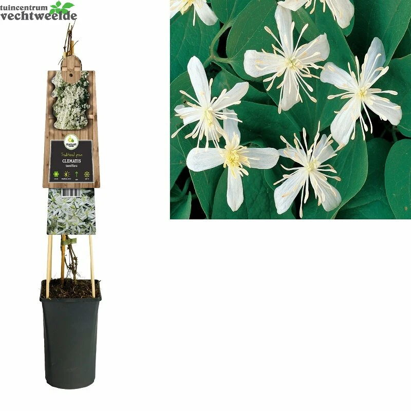 Clematis Terniflora 3 Clematis Terniflora