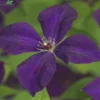 Clematis Vit. 'Polish Spirit' -Goedkope Tuin Prachtig Winkel clematis vit polish spirit 376x327 640f3c12de81b l