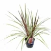 Cordyline Australis Can Can -Goedkope Tuin Prachtig Winkel cordyline australis can can 800x533 64036ca1b35c2 l