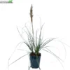 Cortaderia Se. 'Minipampas' H80/+cm. -Goedkope Tuin Prachtig Winkel cortaderia se minipampas h80 cm 450x450 6207bac431ed3 l