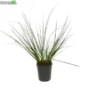 Cortaderia Se. 'Pumila' 5 Liter Pot