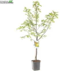 Cydonia Oblonga -Goedkope Tuin Prachtig Winkel cydonia oblonga 1500x1500 62093e1e9538b l