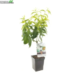 Dwergperzik 'Yellow Peach' -Goedkope Tuin Prachtig Winkel dwergperzik yellow peach 1500x1500 6209513ea7c65 l
