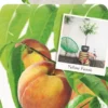 Dwergperzik 'Yellow Peach' -Goedkope Tuin Prachtig Winkel dwergperzik yellow peach 533x1000 6207c054d551d l