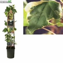 Hedera Gloire De Marengo P23 3.0