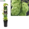 Humulus Lupulus 'Nordbrau' -Goedkope Tuin Prachtig Winkel humulus lupulus nordbrau 1000x1000 6207396bf0027 l
