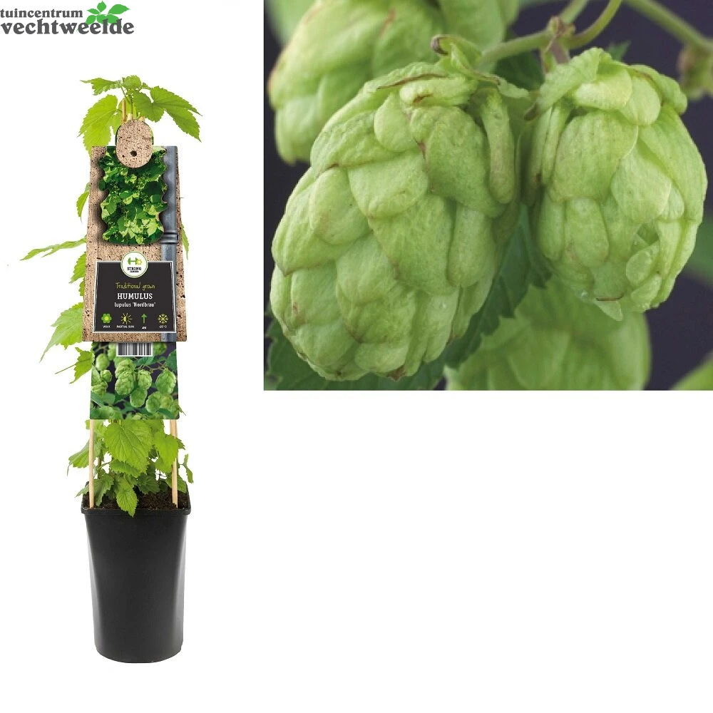 Humulus Lupulus 'Nordbrau' 3 Humulus Lupulus 'Nordbrau'