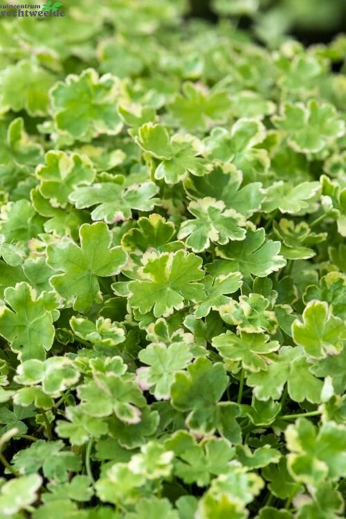 Hydrocotyle Sib. ' Variegata' 3 Hydrocotyle Sib. ' Variegata'