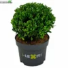 Ilex Crenata 'Dark Green'® -Goedkope Tuin Prachtig Winkel ilex crenata dark green 741x728 640f03c89c0c9 l