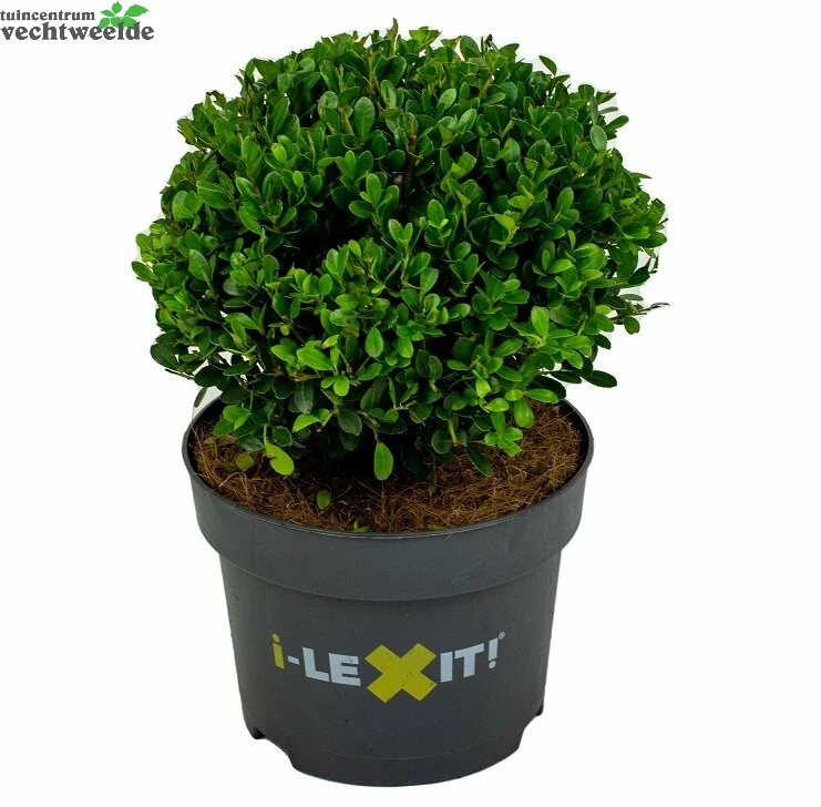 Ilex Crenata 'Dark Green'® 3 Ilex Crenata 'Dark Green'®