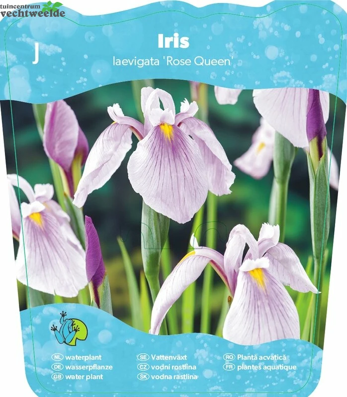 Iris Laevigata 'Rose Queen' 3 Iris Laevigata 'Rose Queen'