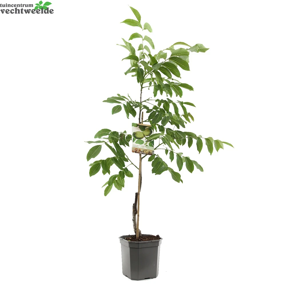 Juglans Regia Veredeld P24 4 Juglans Regia Veredeld P24 - Afbeelding 2