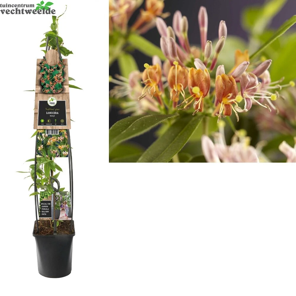 Lonicera Henryi 3 Lonicera Henryi