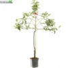 Malus D. 'Elstar' -Goedkope Tuin Prachtig Winkel malus d elstar 1000x1000 6206d913bcf5f l
