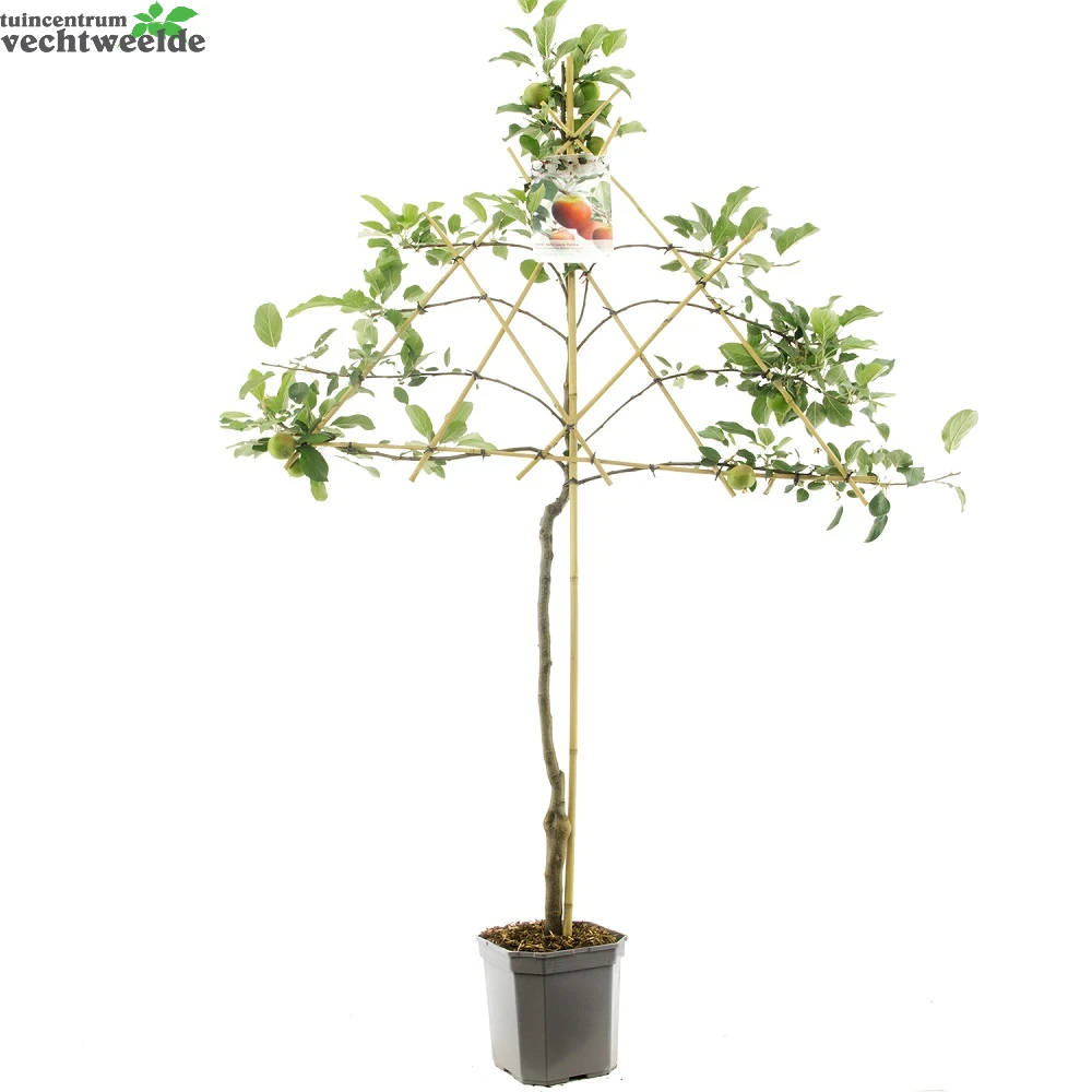 Malus D. 'Elstar' 2 Malus D. 'Elstar'