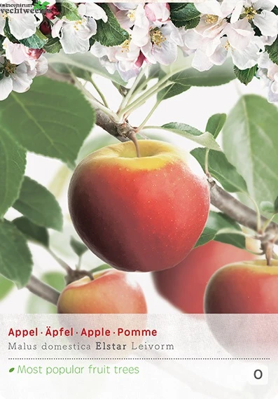 Malus D. 'Elstar' 3 Malus D. 'Elstar' - Afbeelding 2