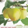 Malus D. 'Golden Delicious' -Goedkope Tuin Prachtig Winkel malus d golden delicious 396x570 6464dfc236e78 l