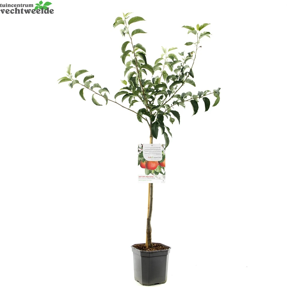 Malus D. 'Rode Boskoop' 4 Malus D. 'Rode Boskoop' - Afbeelding 2