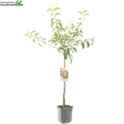 Malus D. 'Rode Boskoop' 7 Malus D. 'Rode Boskoop' -Goedkope Tuin Prachtig Winkel malus d rode boskoop 1500x1500 62093e19eb664 l