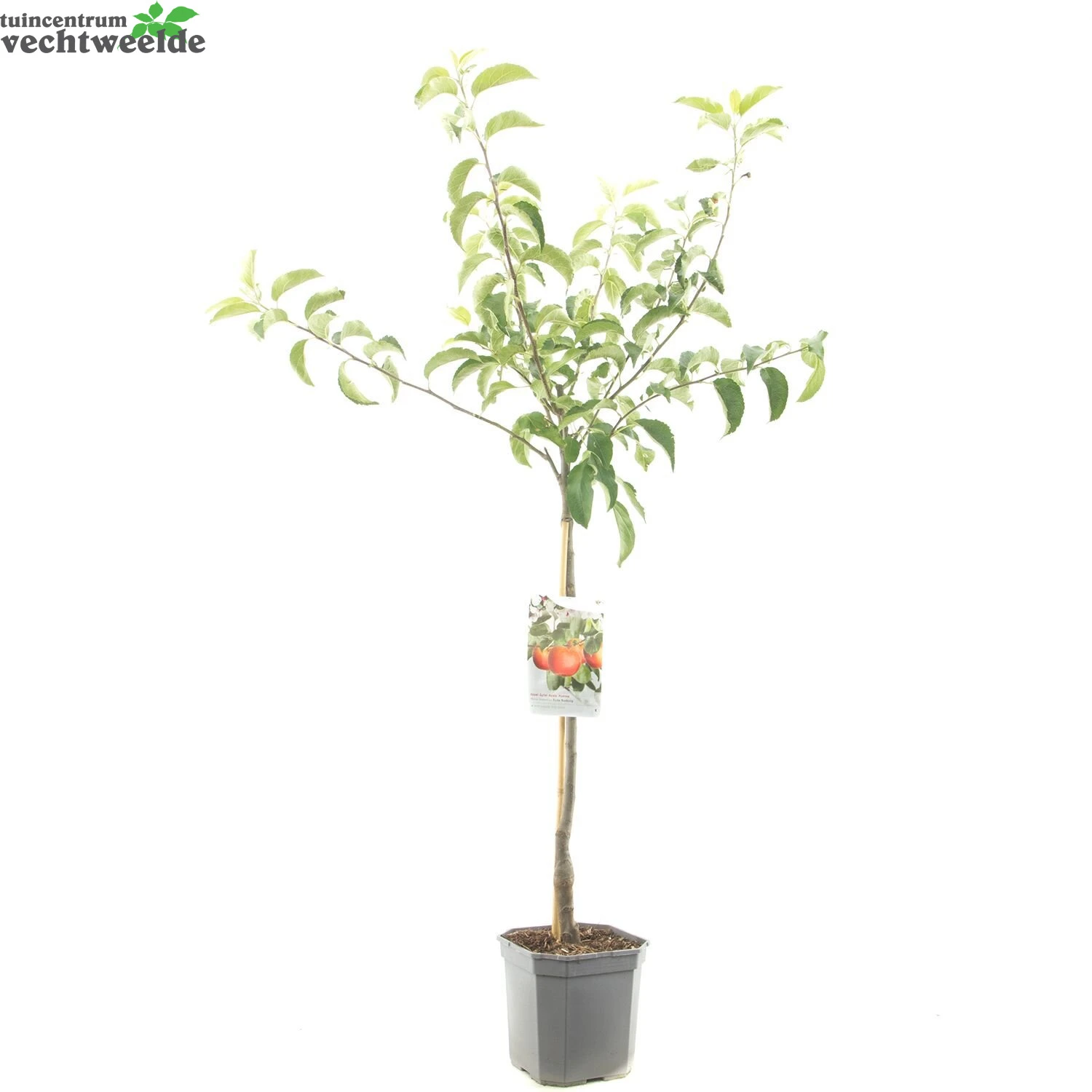 Malus D. 'Rode Boskoop' 5 Malus D. 'Rode Boskoop' - Afbeelding 3