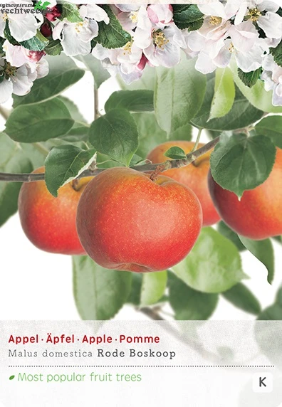 Malus D. 'Rode Boskoop' 3 Malus D. 'Rode Boskoop'