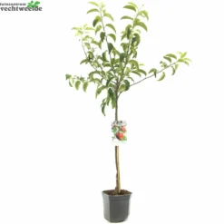 Malus D. 'Rode Jonagold' -Goedkope Tuin Prachtig Winkel malus d rode jonagold 1500x1500 6464dfe15accc l
