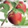 Malus D. 'Rode Jonagold' -Goedkope Tuin Prachtig Winkel malus d rode jonagold 395x568 6464dfc3b316b l