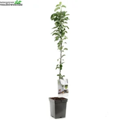 Goedkope Tuin Prachtig Winkel -Goedkope Tuin Prachtig Winkel malus dom bolero zuilvorm vp5 1000x1000 62091866e24b1 l