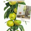 Malus Dom. Bolero Zuilvorm Vp5 1 Malus Dom. Bolero Zuilvorm Vp5 -Goedkope Tuin Prachtig Winkel malus dom bolero zuilvorm vp5 533x1000 620724461ed2a l