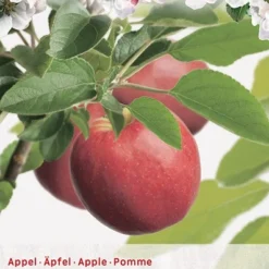 Malus Dom. Coxs Orange P32 H180cm