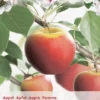 Malus Dom. Elstarstruik P24 -Goedkope Tuin Prachtig Winkel malus dom elstarstruik p24 397x570 620799b0597a8 l