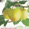Malus Dom. Golden Del. P27 H120cm -Goedkope Tuin Prachtig Winkel malus dom golden del p27 h120cm 397x567 62071b0f1faa4 l