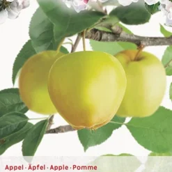 Goedkope Tuin Prachtig Winkel 9 Malus Dom. Golden Del. P27 H120cm