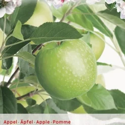 Malus Dom. Granny Smith P27 H120cm