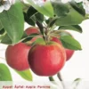 Malus Dom. Jonathan Halfstam P27 -Goedkope Tuin Prachtig Winkel malus dom jonathan halfstam p27 397x568 62079a5a88e26 l
